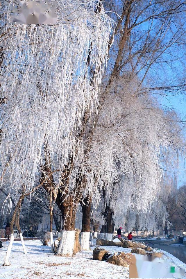 南方人羡慕哭！沈阳北运河雾凇，把冬天美成童话世界 (图5)