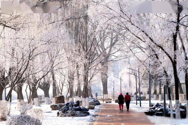 南方人羡慕哭！沈阳北运河雾凇，把冬天美成童话世界 (图10)