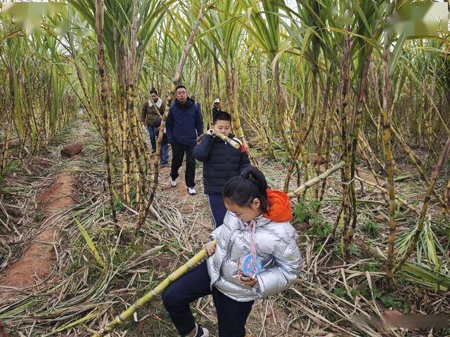 半小时直达的快乐!成都人扎堆砍甘蔗,9.9 元解锁冬日治愈感 (图4) 半小时直达的快乐!成都人扎堆砍甘蔗,9.9 元解锁冬日治愈感 (图4)