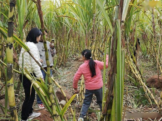 半小时直达的快乐!成都人扎堆砍甘蔗,9.9 元解锁冬日治愈感 (图1) 半小时直达的快乐!成都人扎堆砍甘蔗,9.9 元解锁冬日治愈感 (图1)