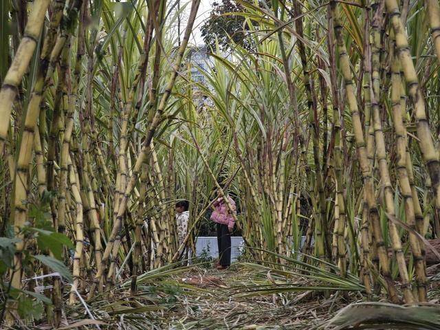 半小时直达的快乐!成都人扎堆砍甘蔗,9.9 元解锁冬日治愈感 (图2) 半小时直达的快乐!成都人扎堆砍甘蔗,9.9 元解锁冬日治愈感 (图2)