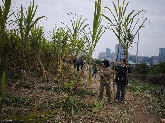 半小时直达的快乐!成都人扎堆砍甘蔗,9.9 元解锁冬日治愈感 (图7) 半小时直达的快乐!成都人扎堆砍甘蔗,9.9 元解锁冬日治愈感 (图7)