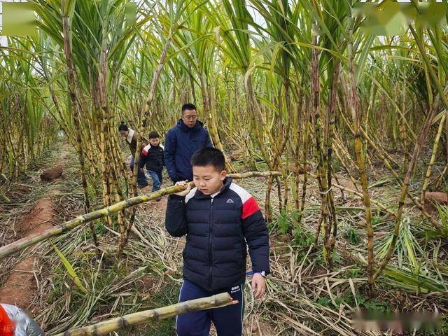 半小时直达的快乐!成都人扎堆砍甘蔗,9.9 元解锁冬日治愈感 (图6) 半小时直达的快乐!成都人扎堆砍甘蔗,9.9 元解锁冬日治愈感 (图6)