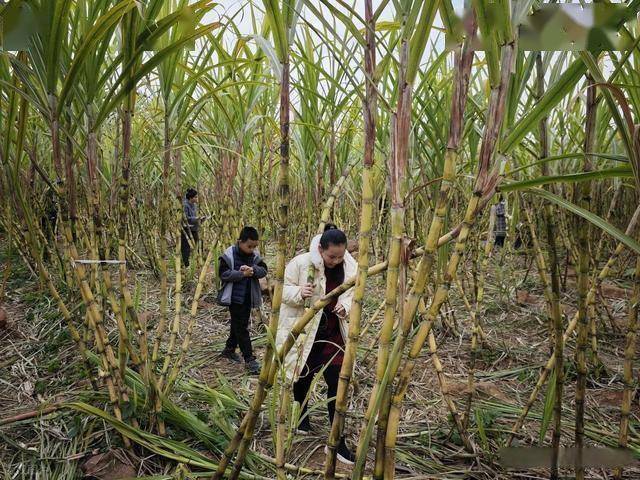 半小时直达的快乐!成都人扎堆砍甘蔗,9.9 元解锁冬日治愈感 (图9) 半小时直达的快乐!成都人扎堆砍甘蔗,9.9 元解锁冬日治愈感 (图9)