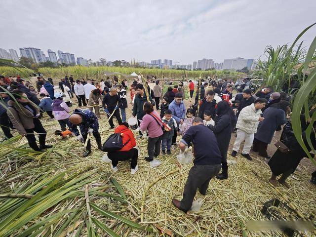 半小时直达的快乐!成都人扎堆砍甘蔗,9.9 元解锁冬日治愈感 (图11) 半小时直达的快乐!成都人扎堆砍甘蔗,9.9 元解锁冬日治愈感 (图11)
