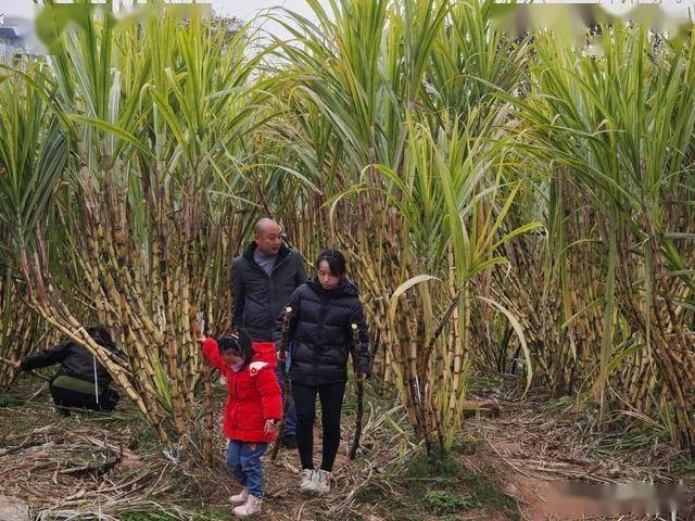 半小时直达的快乐!成都人扎堆砍甘蔗,9.9 元解锁冬日治愈感 (图10) 半小时直达的快乐!成都人扎堆砍甘蔗,9.9 元解锁冬日治愈感 (图10)