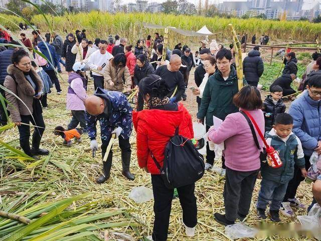 半小时直达的快乐!成都人扎堆砍甘蔗,9.9 元解锁冬日治愈感 (图13) 半小时直达的快乐!成都人扎堆砍甘蔗,9.9 元解锁冬日治愈感 (图13)