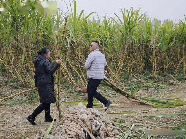 半小时直达的快乐!成都人扎堆砍甘蔗,9.9 元解锁冬日治愈感 (图12) 半小时直达的快乐!成都人扎堆砍甘蔗,9.9 元解锁冬日治愈感 (图12)