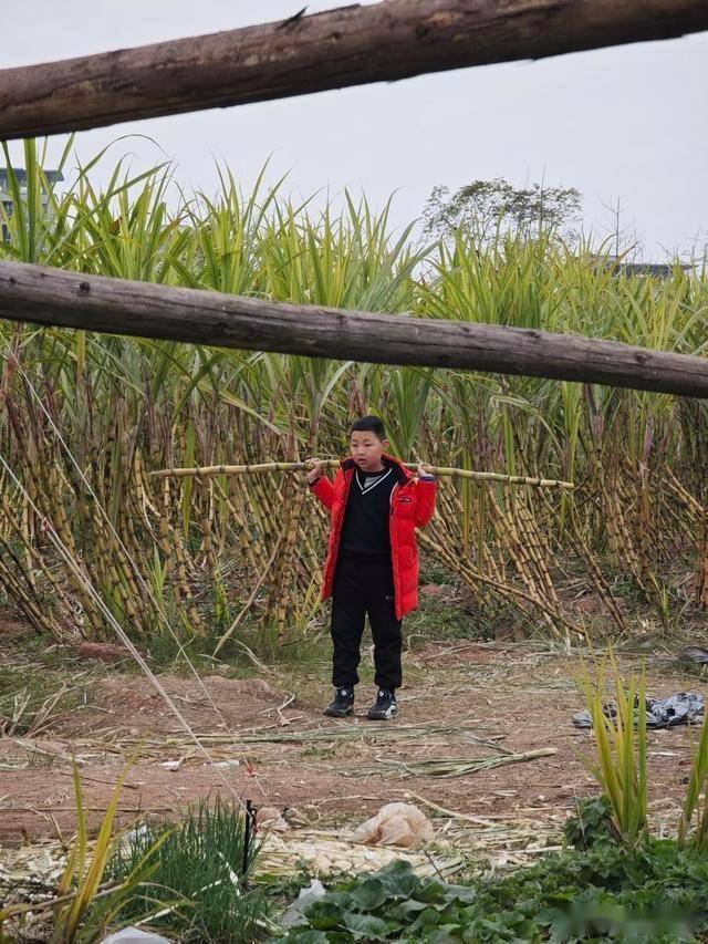 半小时直达的快乐!成都人扎堆砍甘蔗,9.9 元解锁冬日治愈感 (图15) 半小时直达的快乐!成都人扎堆砍甘蔗,9.9 元解锁冬日治愈感 (图15)