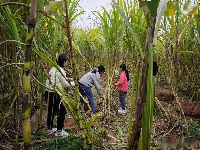 半小时直达的快乐!成都人扎堆砍甘蔗,9.9 元解锁冬日治愈感 (图14) 半小时直达的快乐!成都人扎堆砍甘蔗,9.9 元解锁冬日治愈感 (图14)