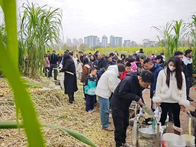 半小时直达的快乐!成都人扎堆砍甘蔗,9.9 元解锁冬日治愈感 (图16) 半小时直达的快乐!成都人扎堆砍甘蔗,9.9 元解锁冬日治愈感 (图16)
