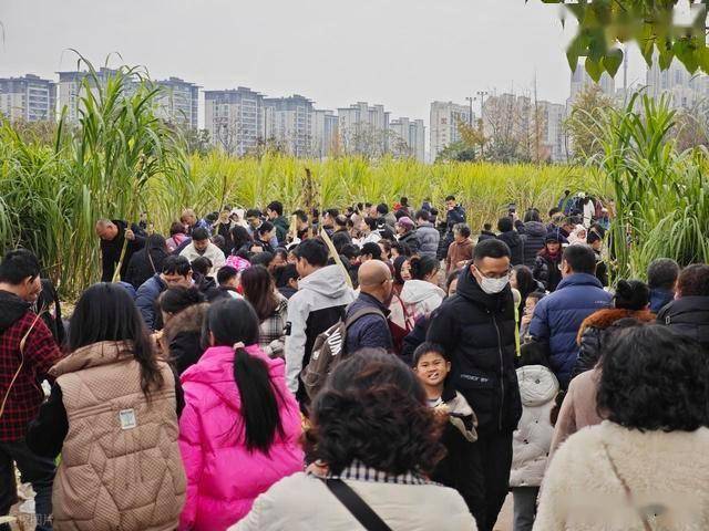 半小时直达的快乐!成都人扎堆砍甘蔗,9.9 元解锁冬日治愈感 (图17) 半小时直达的快乐!成都人扎堆砍甘蔗,9.9 元解锁冬日治愈感 (图17)