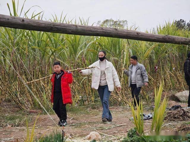 半小时直达的快乐!成都人扎堆砍甘蔗,9.9 元解锁冬日治愈感 (图18) 半小时直达的快乐!成都人扎堆砍甘蔗,9.9 元解锁冬日治愈感 (图18)