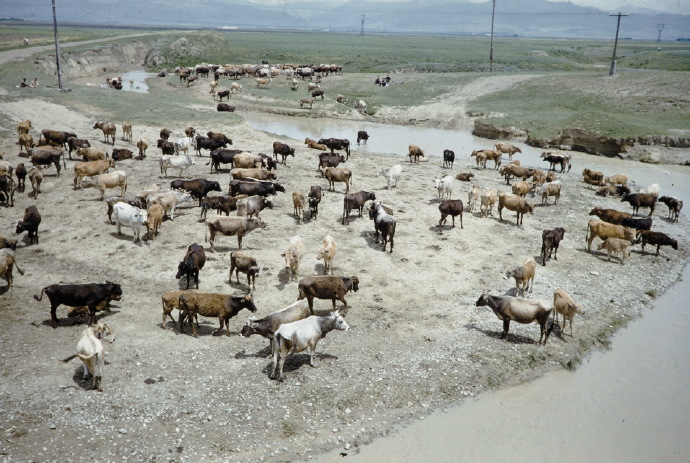 哈萨克斯坦 1962年