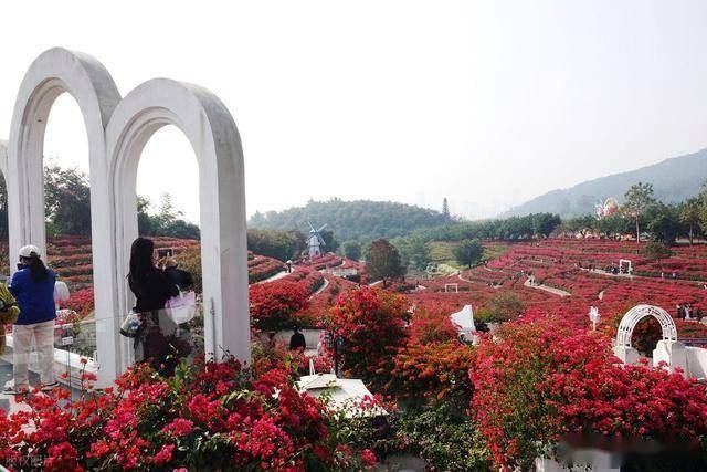 北境飘雪南园绽，青秀山用一场菊花展，藏住南宁冬日顶流密码！(图4)