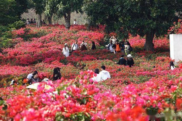 北境飘雪南园绽，青秀山用一场菊花展，藏住南宁冬日顶流密码！(图1)