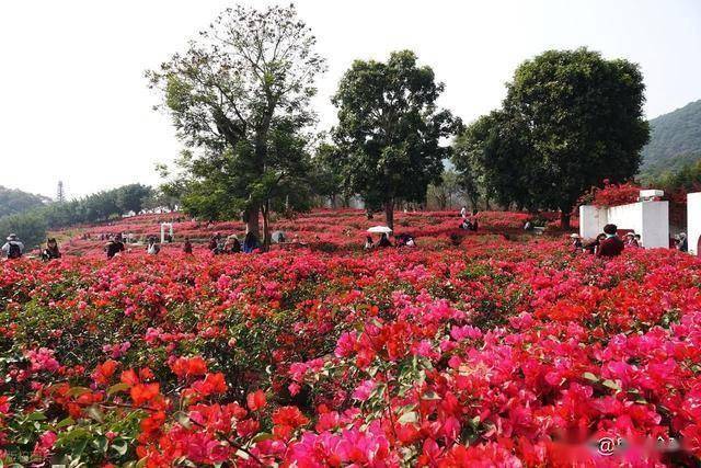 北境飘雪南园绽，青秀山用一场菊花展，藏住南宁冬日顶流密码！(图13)