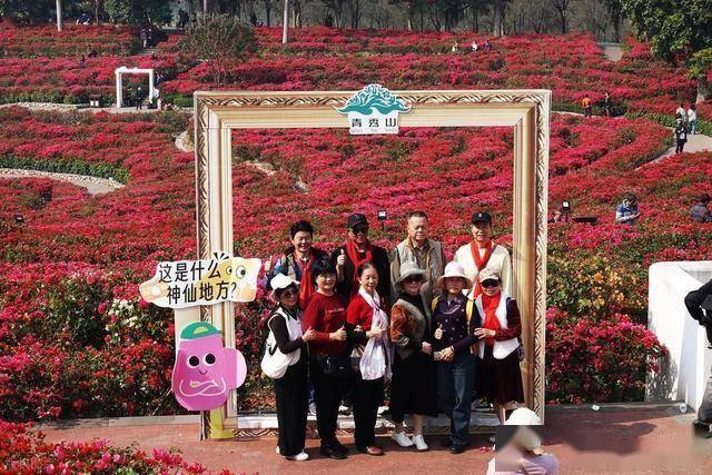 北境飘雪南园绽，青秀山用一场菊花展，藏住南宁冬日顶流密码！(图11)