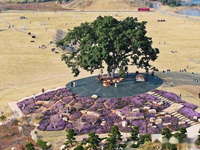 北境飘雪南园绽，青秀山用一场菊花展，藏住南宁冬日顶流密码！(图15)