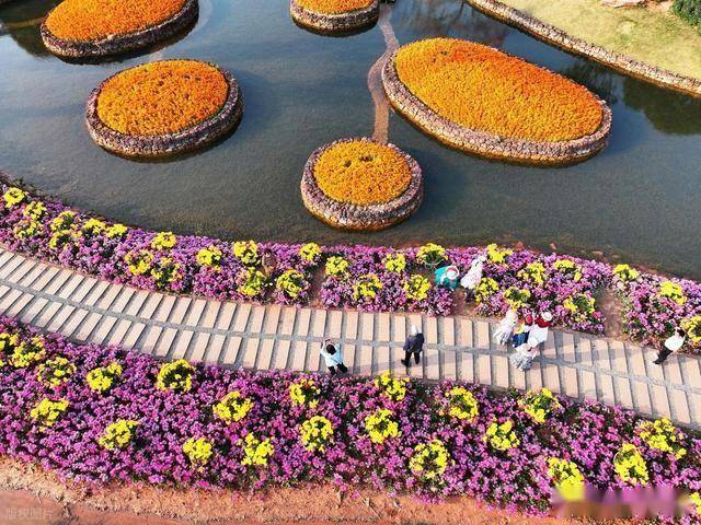 北境飘雪南园绽，青秀山用一场菊花展，藏住南宁冬日顶流密码！(图18)