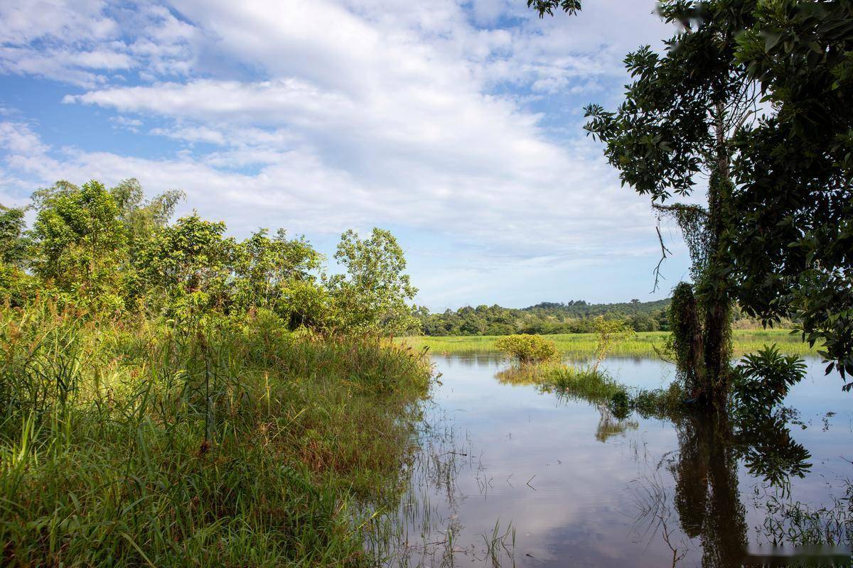 湿地为证,山河作答,回顾总书记关于湿地保护的殷殷叮嘱! (图1) 湿地为证,山河作答,回顾总书记关于湿地保护的殷殷叮嘱! (图1)